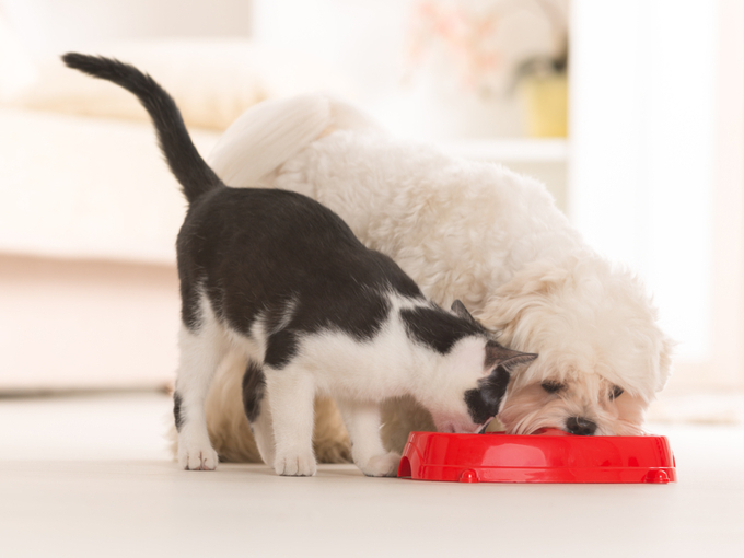 犬と猫がエサを食べている画像