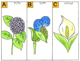 【心理テスト】６月の花で思い出すのは、次のうちどれ？