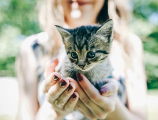 ねこや美女を“眺めるだけ”で視力アップ！アプリ「視力回復トレーニング 決定版」