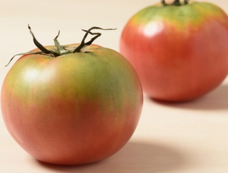 未熟なトマトは、ある果物と一緒に保存するとおいしくなる!?