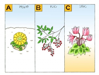 【心理テスト】花屋さんで、あなたの目を引く花はどれ？