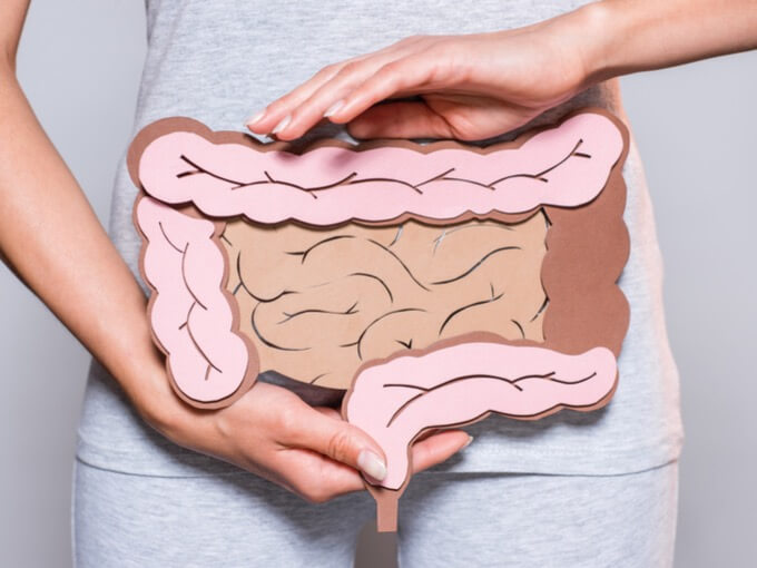 腸の模型を持つ女性