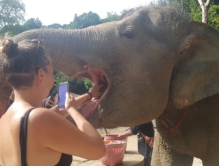 動物愛護意識から象乗りはNG。プーケットで象のお世話体験をレポート