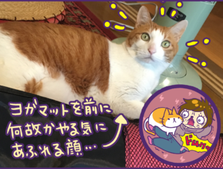 飼い主よりやる気満々!? なぜかヨガ中に乱入してくるチャンドゥ【ねこ漫画】