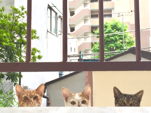 「視線を感じる…」家をのぞいてくるノラ猫たちがかわいすぎる！