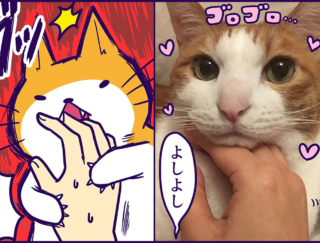 猫の気持ちは変わりやすい！ さっきまで甘えてたはずが… #チャンドゥのファンキーな日常