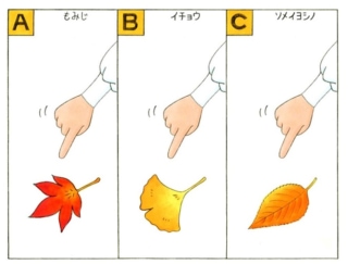 【心理テスト】紅葉している葉っぱを発見！ それは何の葉っぱだった？