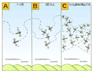 【心理テスト】トンボが飛んでいます。全部で何匹いる？