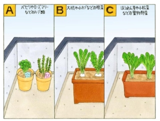 【心理テスト】ベランダで野菜を育てます。あなたが選ぶのは？