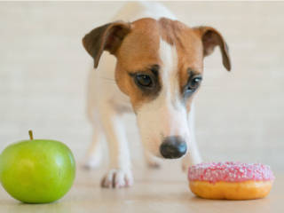 りんごとドーナツを前に品定めする飼い犬