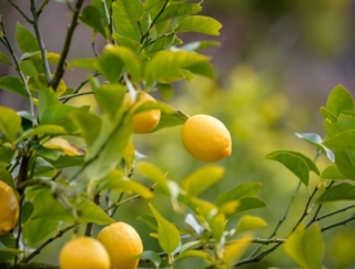 レモンの次にビタミンCが多いのは？～ダイエットに役立つ栄養クイズ～