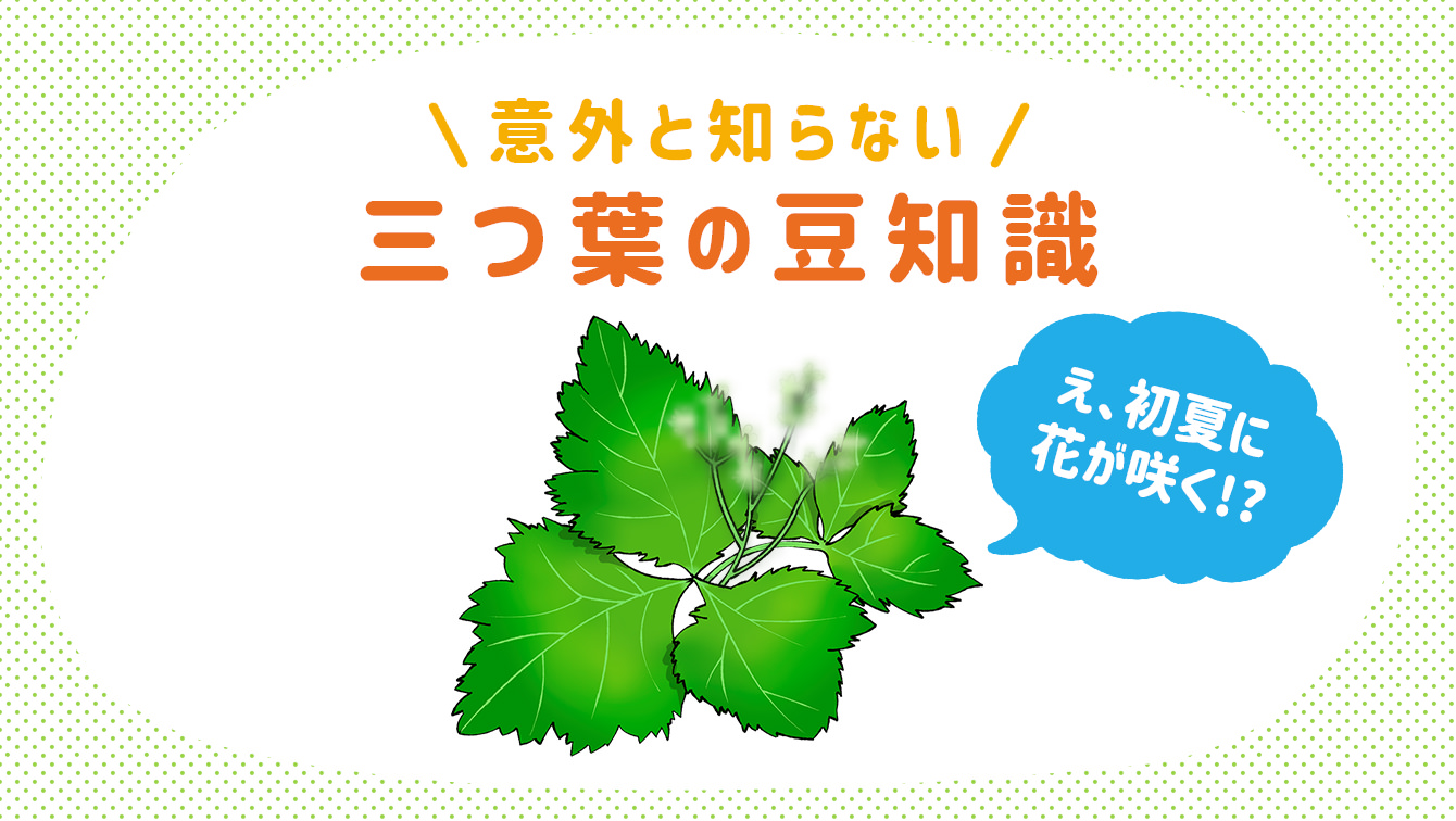 三つ葉の栄養や 花が咲く 3種類あるなど 意外な豆知識まとめ ダイエット フィットネス ヘルスケアのことならfytte フィッテ