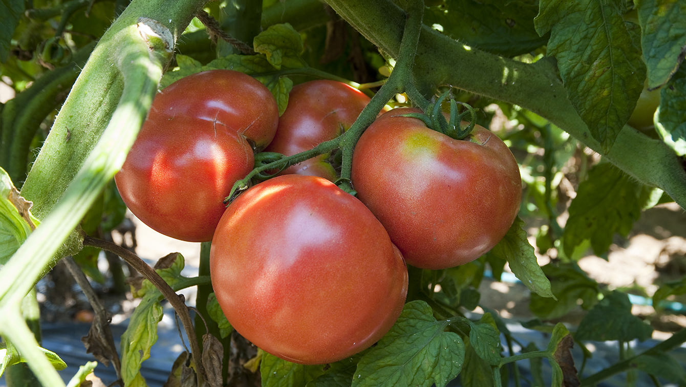 かんたん家庭菜園 プランターでトマト栽培 準備 植付け ダイエット フィットネス ヘルスケアのことならfytte フィッテ