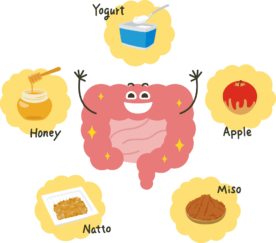 腸と発酵食品のイラスト