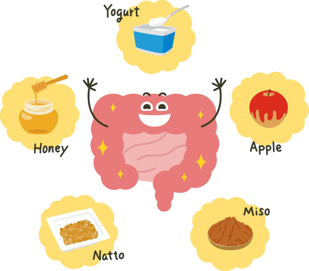 腸と発酵食品のイラスト