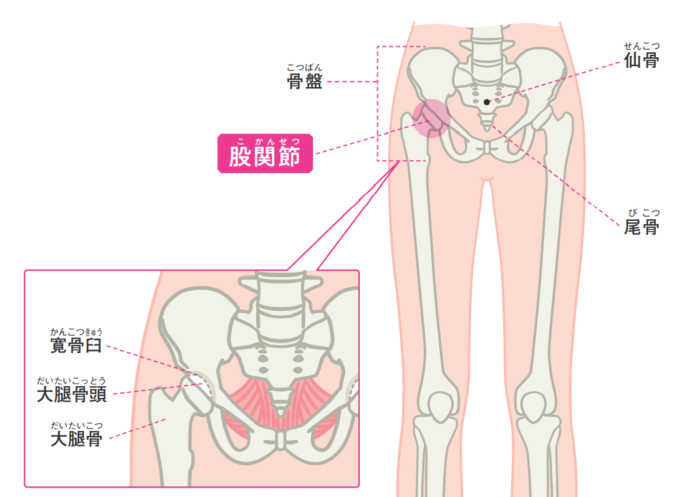 股関節の骨の説明イラスト