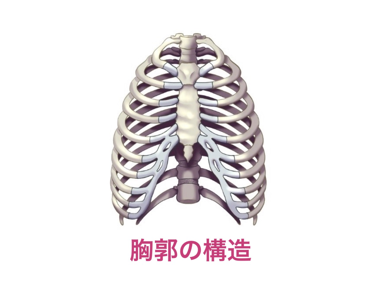 胸郭の構造イラスト