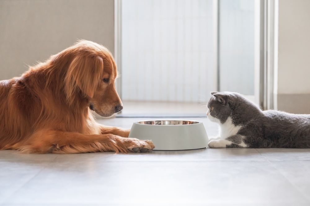 食事を目の前に向き合っている犬と猫