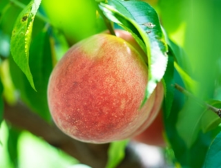 「桃」に含まれる食物繊維を何と言う？～ダイエットに役立つ栄養クイズ～