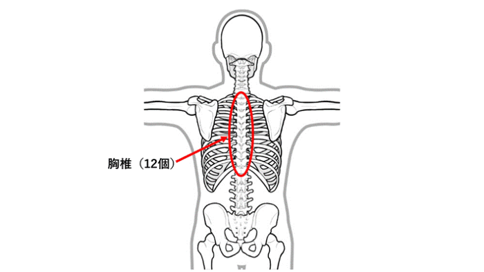 図. 胸椎と肩甲骨の位置関係