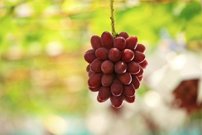 島根県特産ブドウ品種「神紅（しんく）」