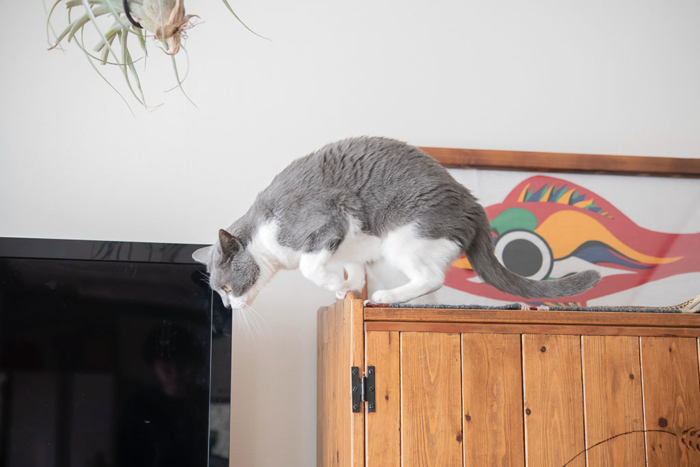 家具の上に乗る猫