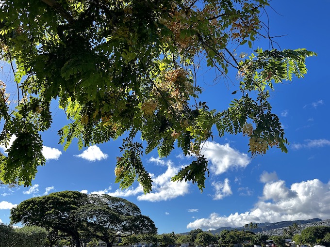 ハワイの広場で横になったときの空