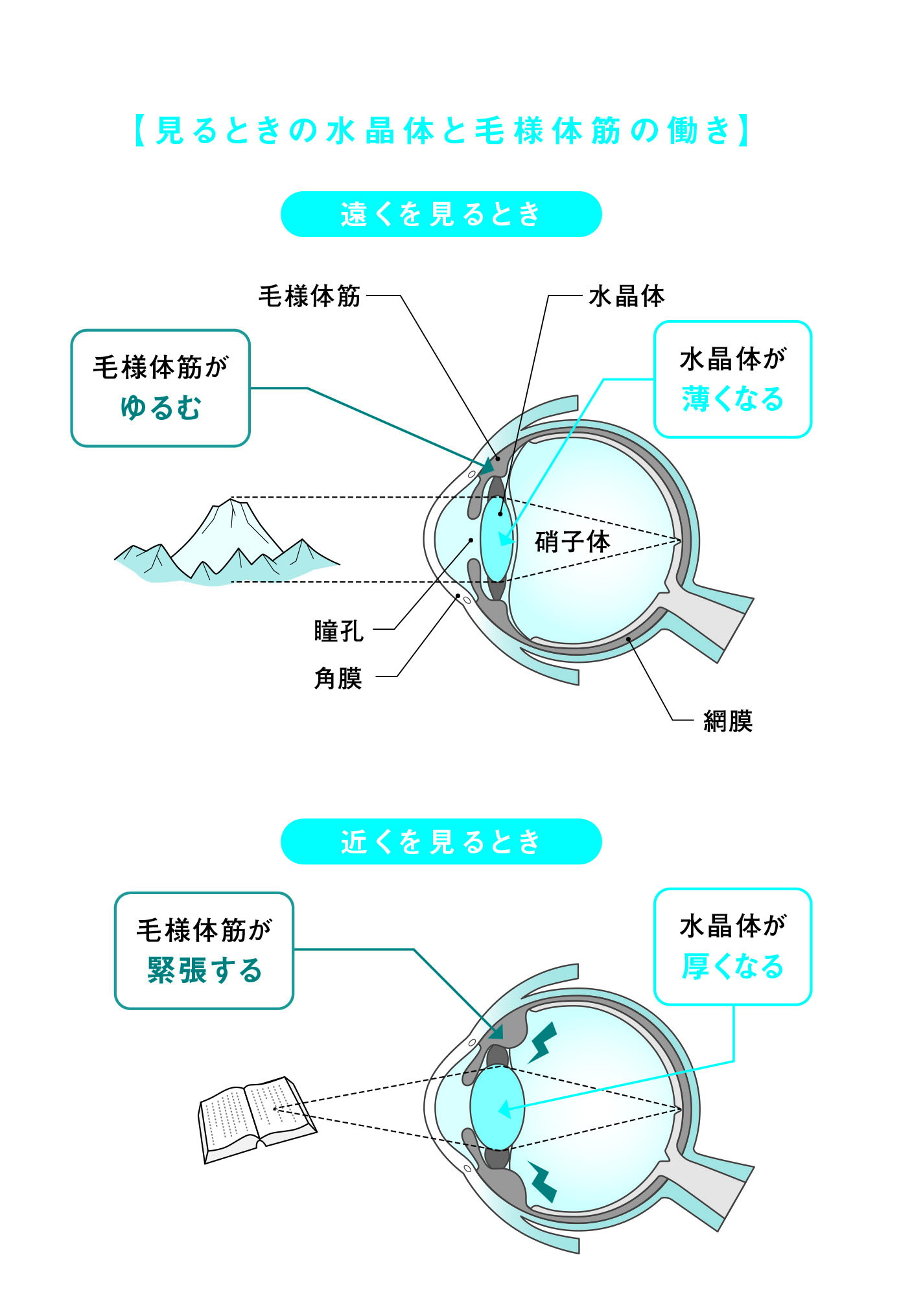 目の働き