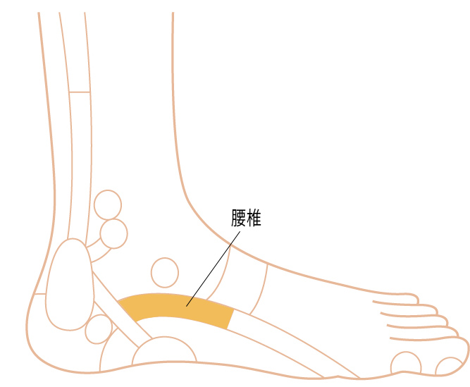 腰椎ゾーン画像 