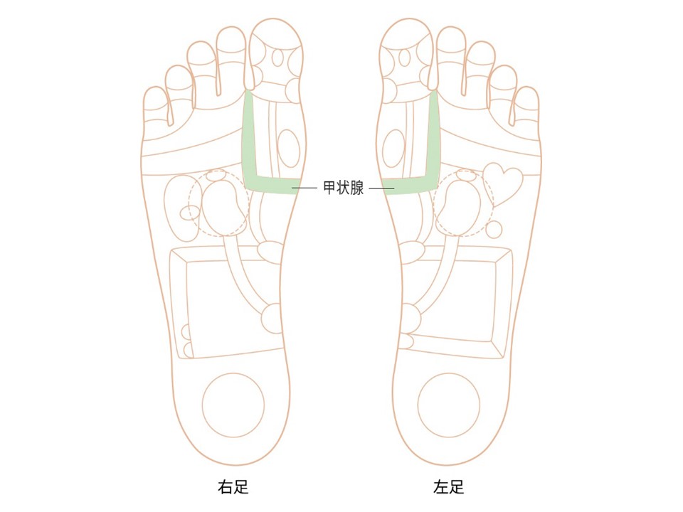 甲状腺ゾーン画像