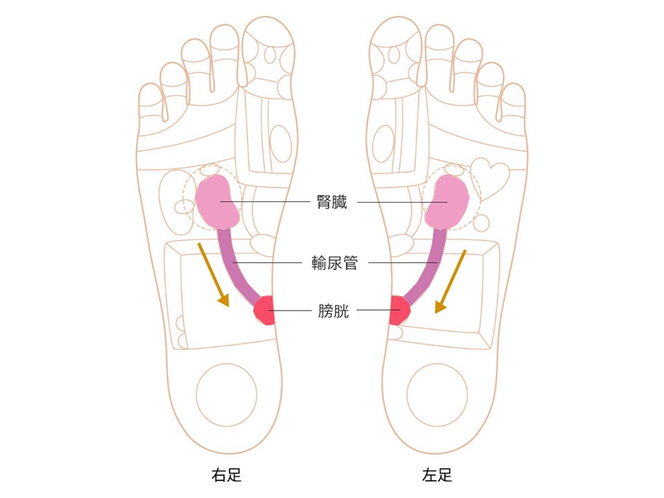 腎臓～輸尿管ゾーン画像 