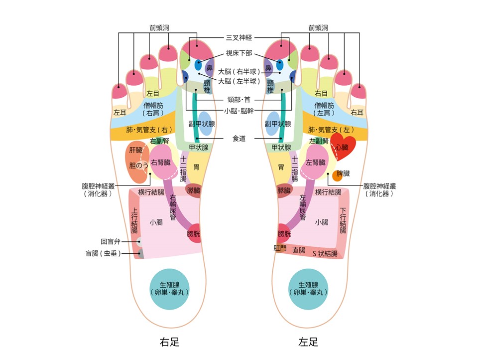 足裏ゾーン画像