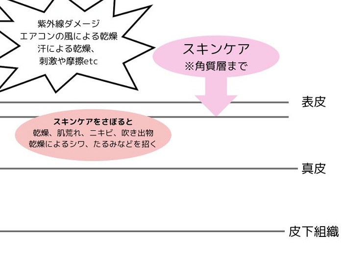 夏のスキンケア、肌への影響図