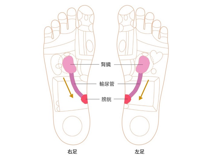 腎臓～膀胱ゾーン画像