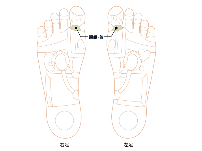 頸部・首ゾーン画像