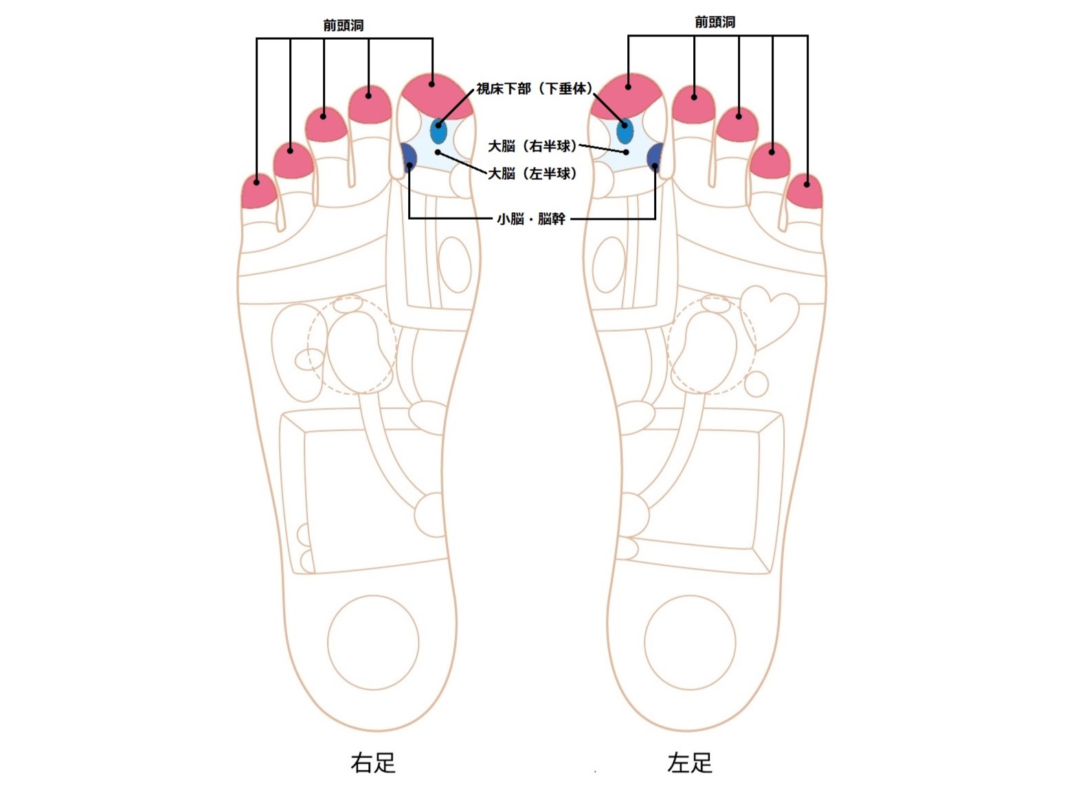 脳ゾーン画像