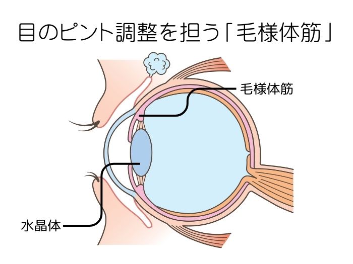 毛様体筋を記した目のイラスト図