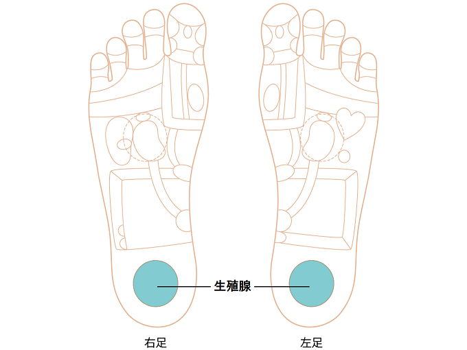 生殖腺ゾーン画像