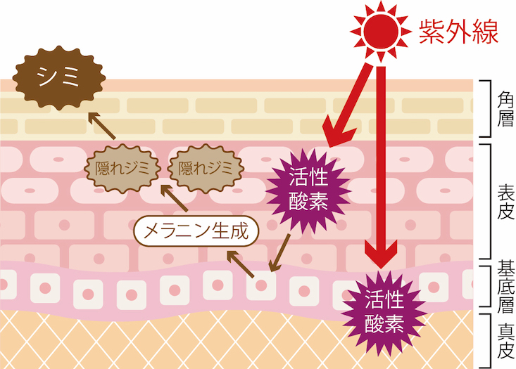 肌への紫外線の影響図