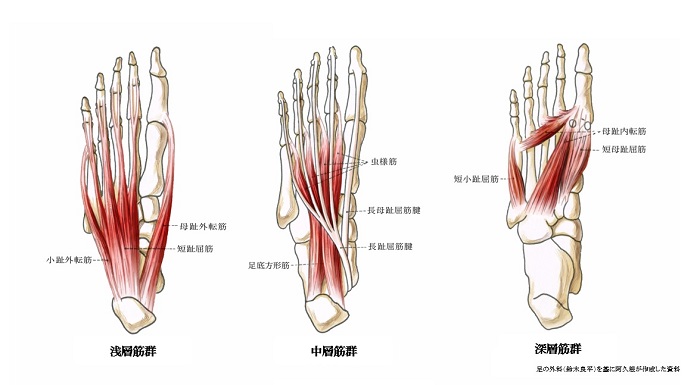 足の筋肉と腱の図