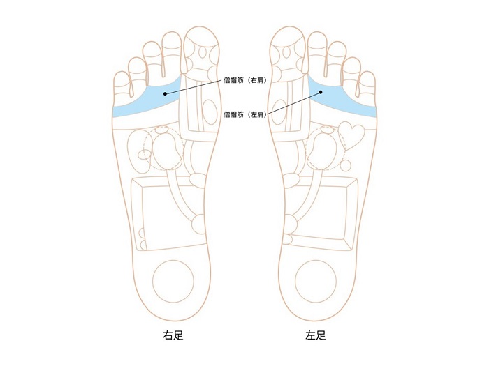 僧帽筋ゾーン画像 