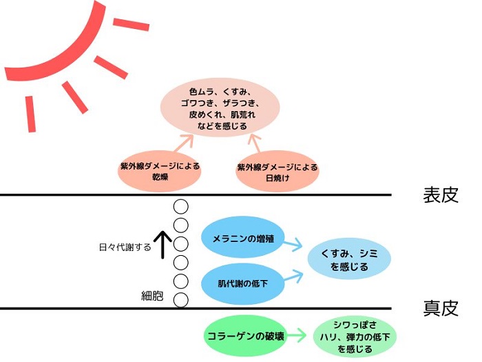 肌への効果を記した図 