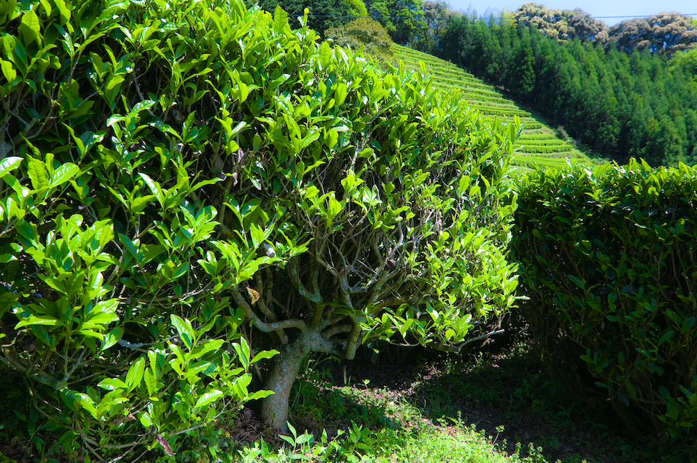 原木緑茶の画像