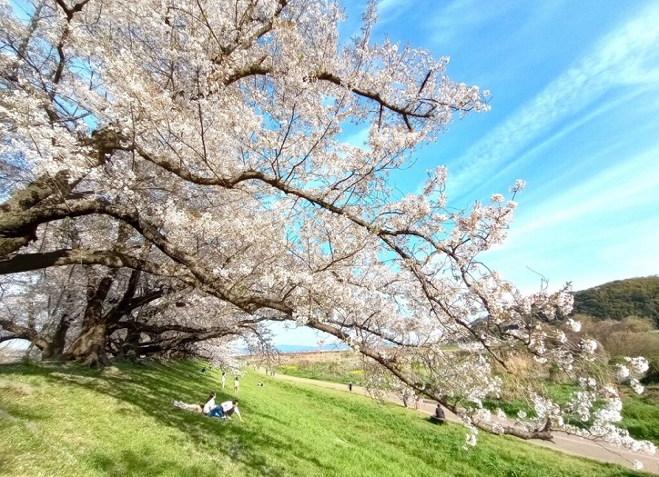 左：桜の時期の背割り堤右：石清水八幡宮の象徴、男山展望台より