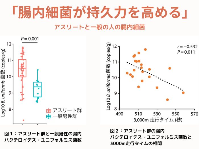 腸内細菌が持久力を高める図