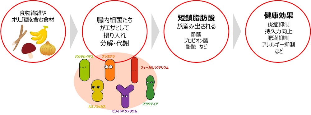 短鎖脂肪酸の効果