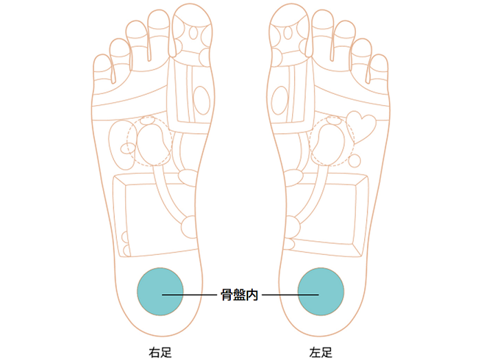 骨盤内ゾーン画像