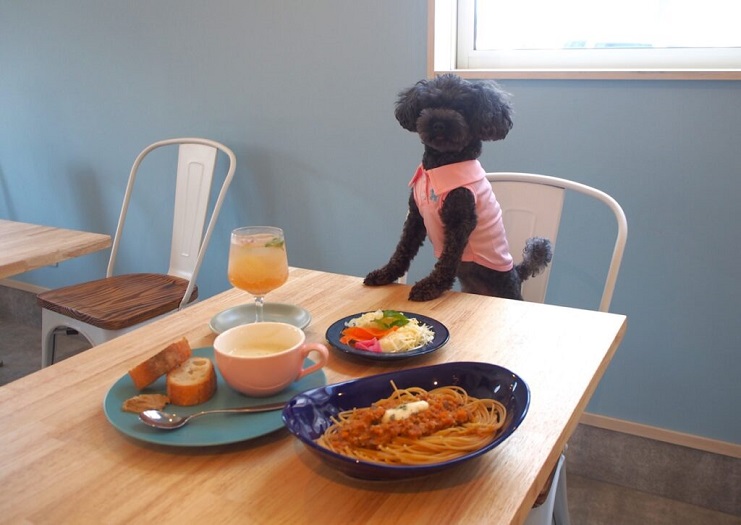 写真は看板犬のくうちゃん