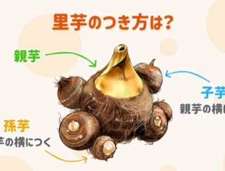 里芋は品種ごとに栄養が違う!?種類やそれぞれの特徴を紹介