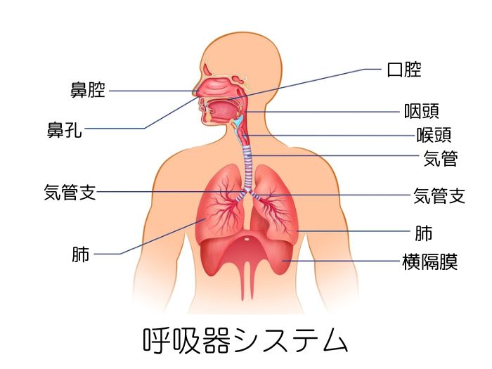 肺と横隔膜、呼吸器のシステムイメージイラスト